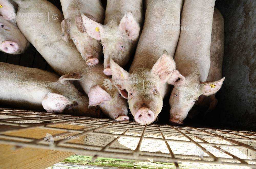Dâmboviţa: Pesta porcină africană a fost confirmată în localitatea Răscăeţi