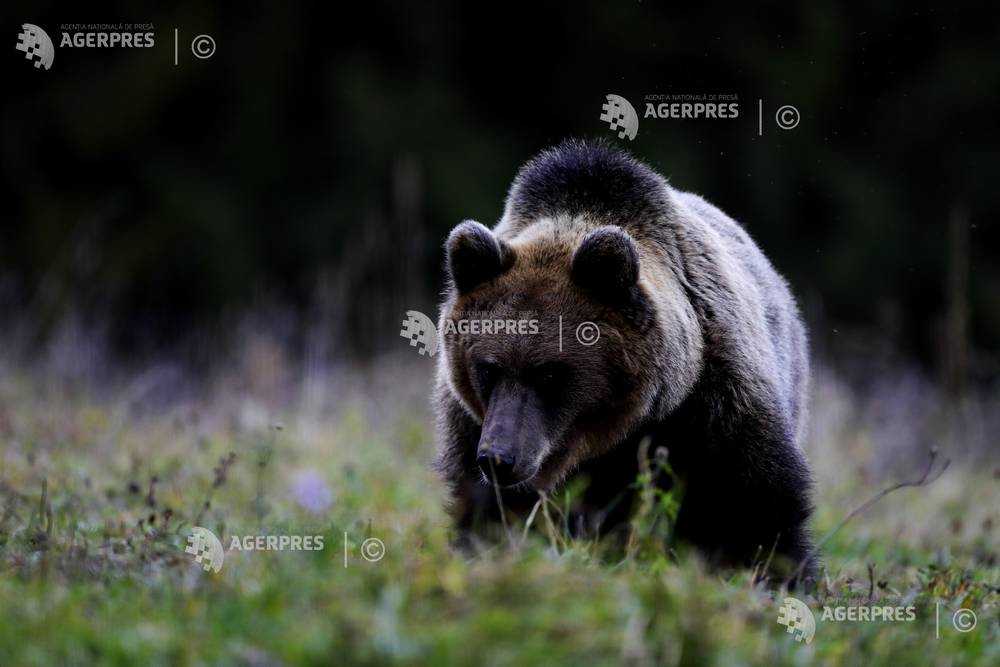Suceava: Atac al unui urs într-o turmă de oi la Broşteni